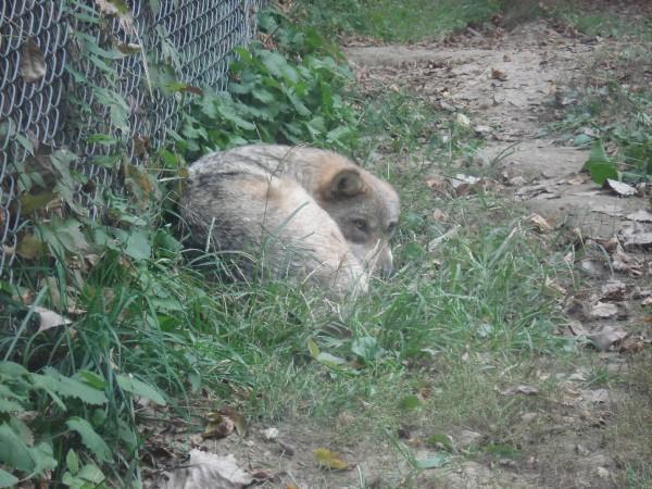 Click here to show another one