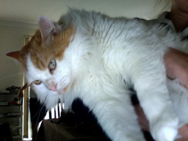 Click here to show another one