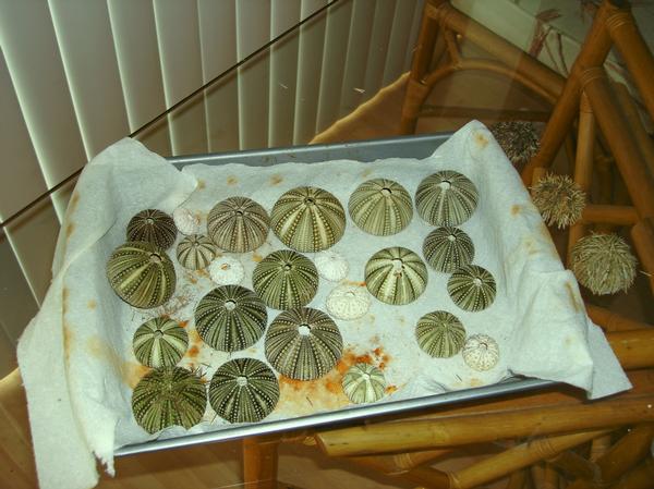 Click here to show another one